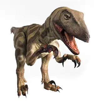 Velociraptor