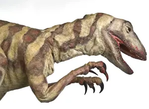 Velociraptor
