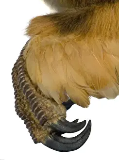 Velociraptor