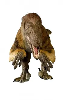 Velociraptor