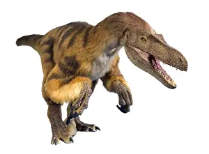 Velociraptor