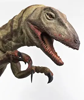 Velociraptor