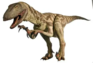 Velociraptor