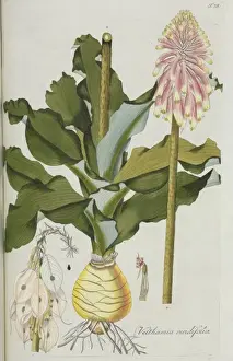 Nicolaus Joseph Von Prints: Veltheimia viridiflora, lily