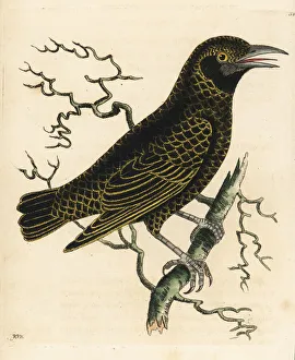 Naturalists Collection: Velvet asity, Philepitta castanea, female
