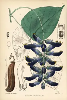 Velvet bean, Mucuna pruriens
