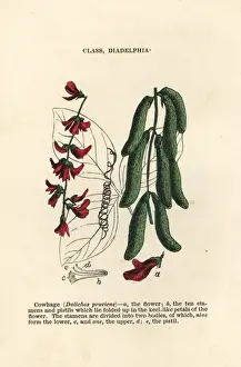 Velvet bean, Mucuna pruriens