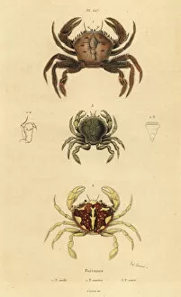 Marbre Collection: Velvet crab, marbled swimming crab and Pennant s