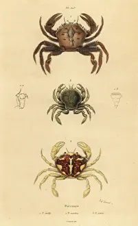 Variegatus Prints: Velvet crab, marbled swimming crab and Pennant s
