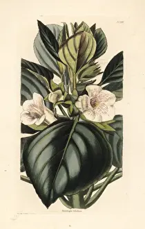 Velutina Prints: Velvet gloxinia, Gloxinia velutina