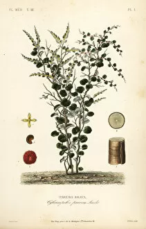 Maubert Collection: Velvet-leaf or abuta, Cissampelos pareira