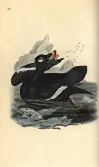 Edwarddonovan Prints: Velvet scoter, Melanitta fusca