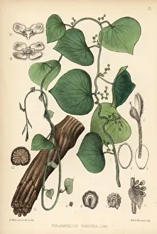 Ayurveda Prints: Velvetleaf, Cissampelos pareira