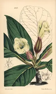 Velvety sinningia, Sinningia velutina