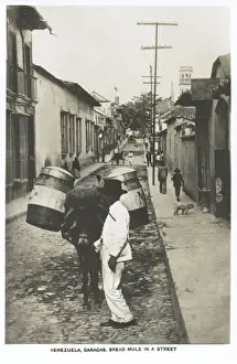 Venezuela, Caracas - Itinerant Bread Seller and mule