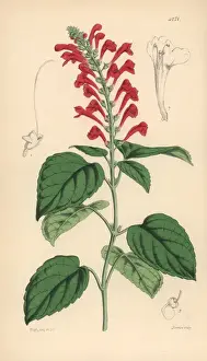 Ventenats skull-cap, Scutellaria ventenatii