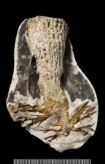 Mesozoic Prints: Ventriculites, sponge