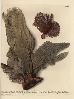 Naturalien Cabinet Prints: Venus fan coral and reticulated red coral