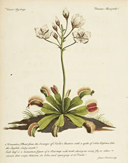The John Innes Centre Gallery: Venus flytrap, Dionaea muscipula