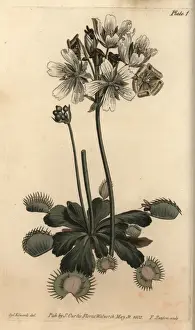 Carnivorous Prints: Venus flytrap, Dionaea muscipula, carnivorous plant