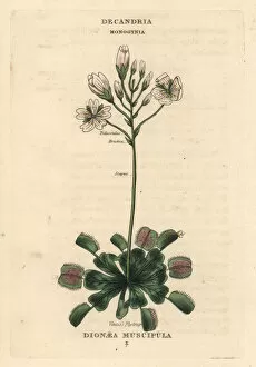 Carnivorous Collection: Venus flytrap, Dionaea muscipula