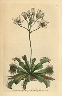 Venus flytrap, Dionaea muscipula Carnivorous plant