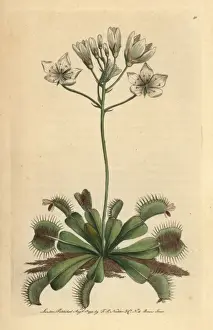 Polydore Prints: Venus flytrap, Dionaea muscipula Carnivorous plant