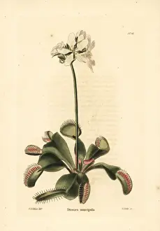 Cooke Prints: Venus flytrap, Dionaea muscipula. Vulnerable