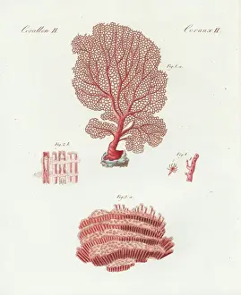 Venus sea fan and organ pipe coral