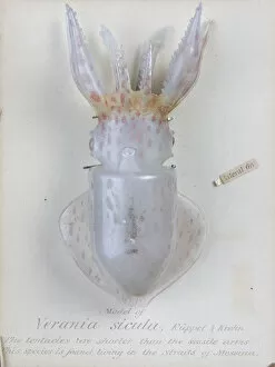 Cephalopod Collection: Verania sicula, squid