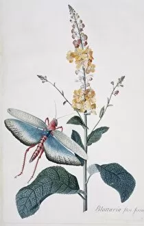 Georg Dionysius Ehret Collection: Verbascam ferrugineum & Tropidacris collaris