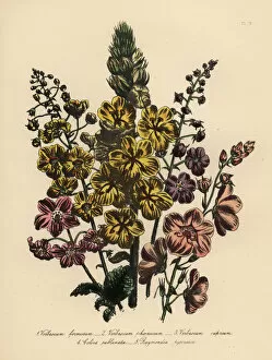 Handsome Gallery: Verbascum species