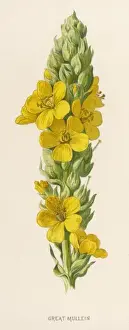 Verbascum Thapsus