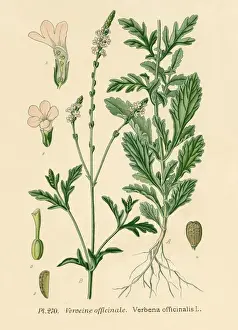 Verbena Officinalis