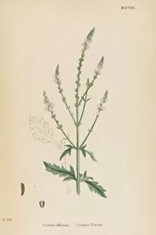 Verbena Officinalis