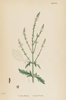 Verbena Prints: Verbena Officinalis