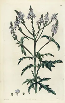 Africana Gallery: Verbena officinalis var. africana