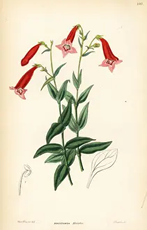 Vermilion penstemon, Penstemon miniatus