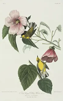 Vermivora pinus, blue-winged warbler