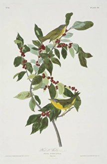 Vermivora ruficapilla, Nashville warbler Vermivora ruficapilla, Nashville warbler