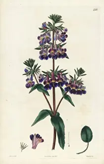 Verna Prints: Vernal collinsia, Collinsia verna