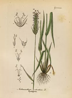 Vanilla Gallery: Vernal grass or vanilla grass, Anthoxathum odoratum