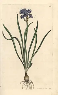 Vernal or spring squill, Scilla verna