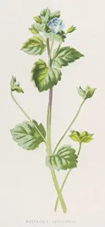 Veronica Buxbaumii