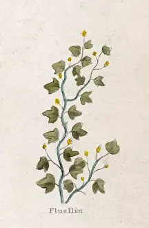Veronica Officinalis