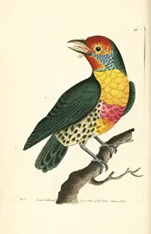 Versicoloured barbet, Eubucco versicolor