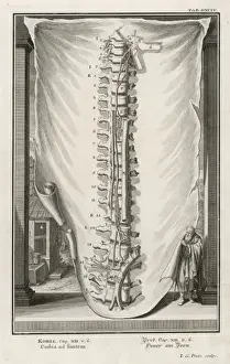 Vertebrae Prints: Vertebrae 2