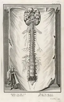VERTEBRAE