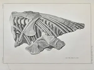 Basire Prints: Vertebrae and ribs of an ichthyosaur