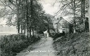 Verulam Woods, St Albans, England